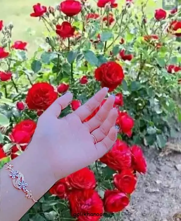 تصویر مرتبط با ۵۰ مدل زیبا و متنوع عکس گل برای پروفایل واتساپ