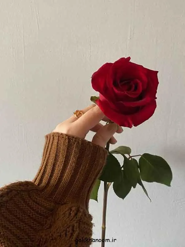 تصویر مرتبط با ۵۰ مدل زیبا و متنوع عکس گل برای پروفایل واتساپ