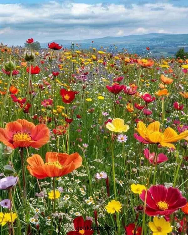 تصویر مرتبط با ۵۰ مدل زیبا و متنوع عکس گل برای پروفایل واتساپ