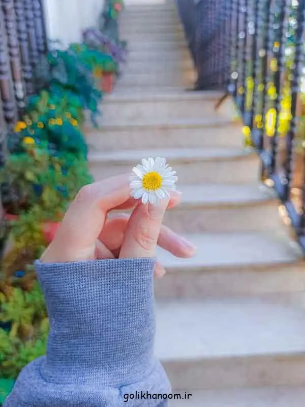 تصویر مرتبط با ۵۰ مدل زیبا و متنوع عکس گل برای پروفایل واتساپ