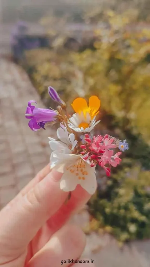 تصویر مرتبط با ۵۰ مدل زیبا و متنوع عکس گل برای پروفایل واتساپ