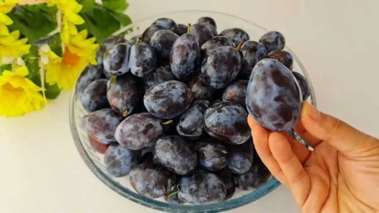 نگهداری آلو و تهیه مارمالاد؛ شیشه‌های مارمالاد آلو با رنگ خوشرنگ و ط