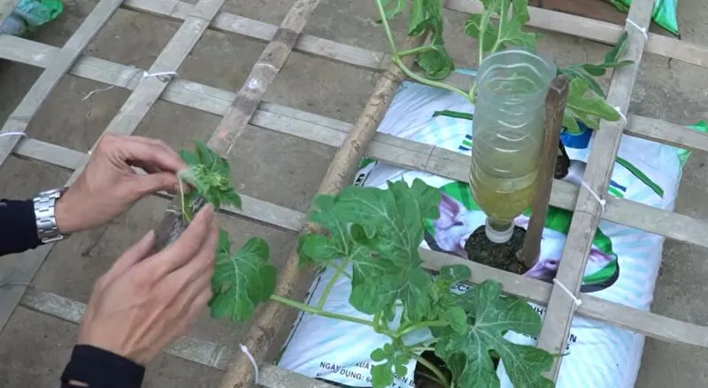 تصویر مرتبط با روشهای موثر کاشت هندوانه شیرین و بزرگ در بالکن و تراس