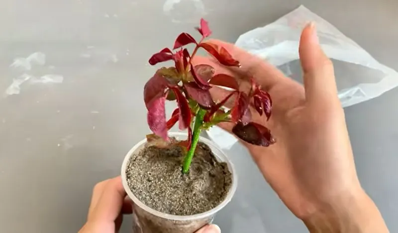 تصویر مرتبط با روش ساده و ارگانیک برای قلمه زدن و احیای شاخه گل رز پژمرده