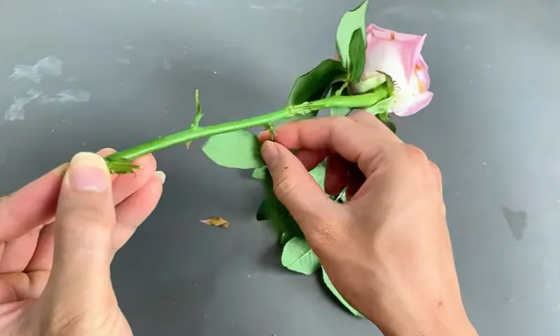 بستر ماسه نرم و مرطوب برای کاشت قلمه گل رز