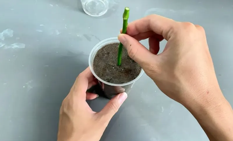 تصویر مرتبط با روش ساده و ارگانیک برای قلمه زدن و احیای شاخه گل رز پژمرده