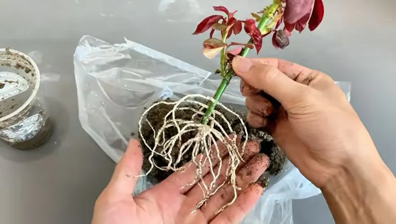 تصویر مرتبط با روش ساده و ارگانیک برای قلمه زدن و احیای شاخه گل رز پژمرده