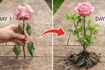 برای قلمه زدن و احیای؛ مراحل قلمه زدن شاخه گل رز پژمرده با محلول گوجه