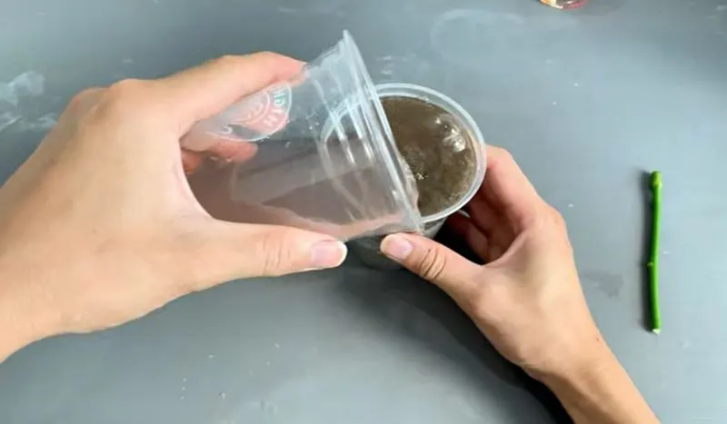 تصویر مرتبط با روش ساده و ارگانیک برای قلمه زدن و احیای شاخه گل رز پژمرده