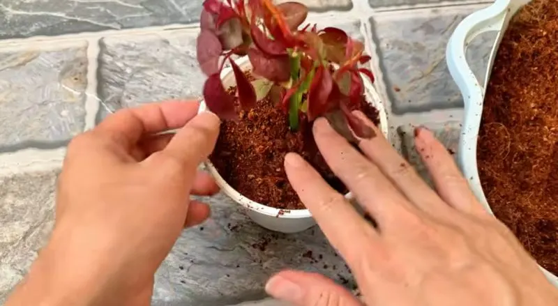 تصویر مرتبط با روش ساده و ارگانیک برای قلمه زدن و احیای شاخه گل رز پژمرده