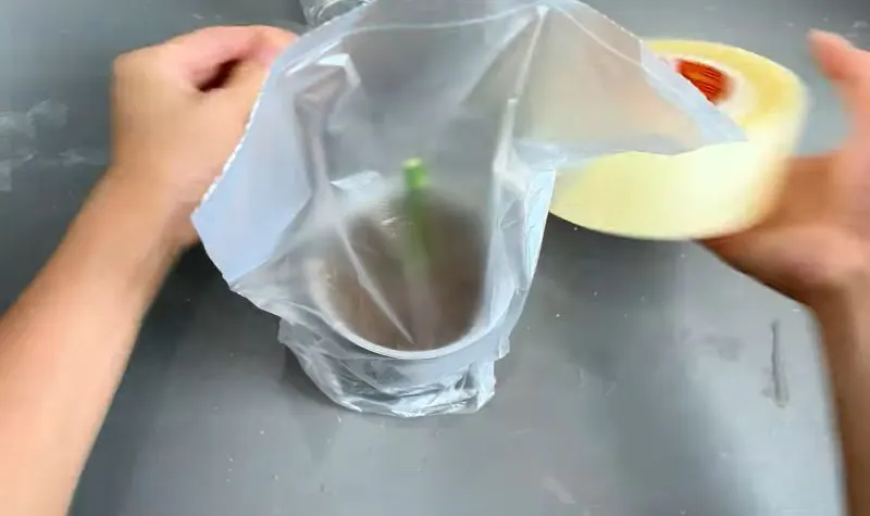 تصویر مرتبط با روش ساده و ارگانیک برای قلمه زدن و احیای شاخه گل رز پژمرده