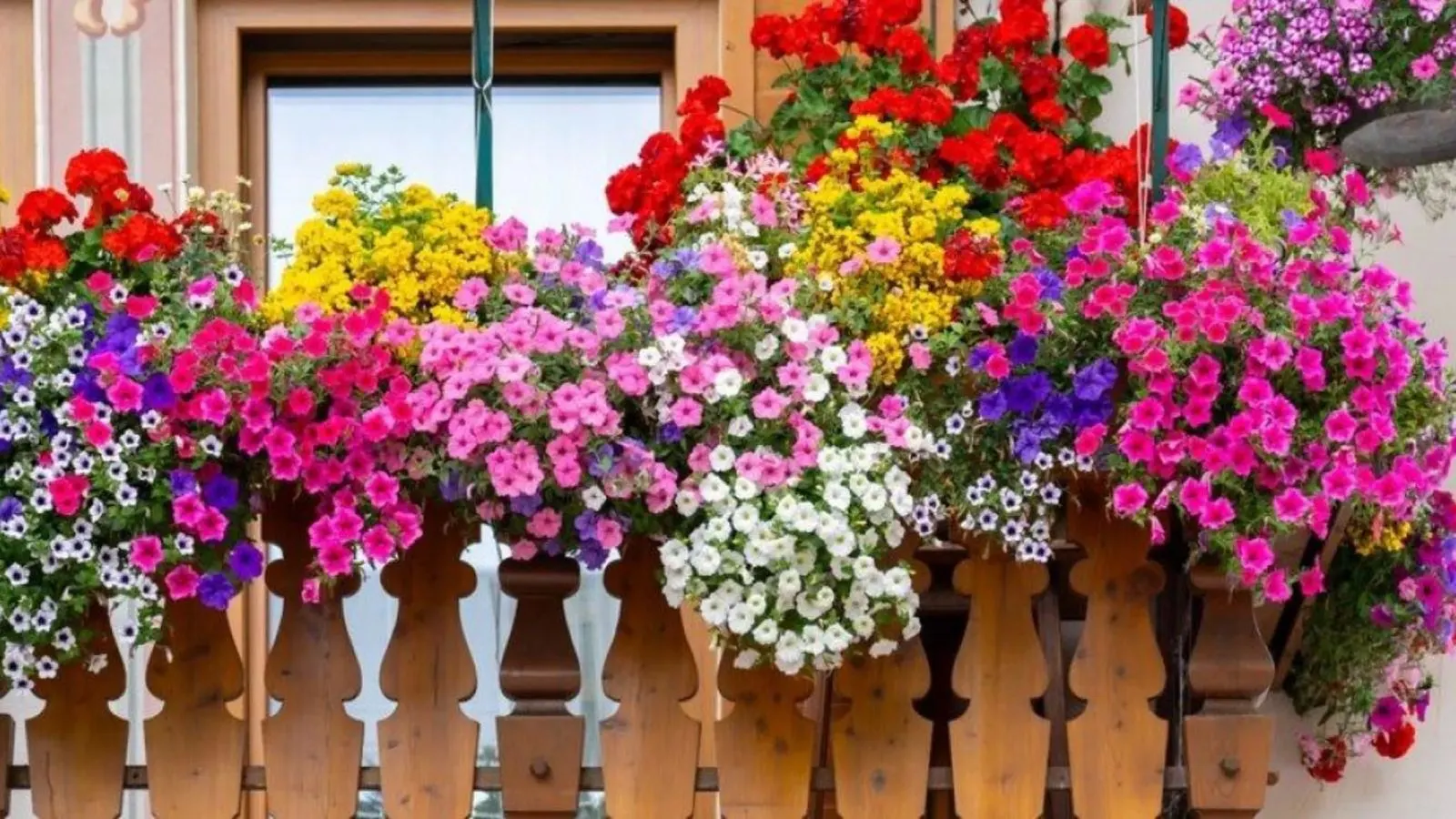 نگهداری گل اطلسی؛ تصویر گل اطلسی با گل‌های رنگارنگ و شیپوری شکل