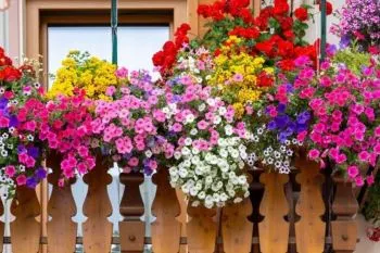 نگهداری گل اطلسی؛ گل اطلسی با گل‌های رنگارنگ و عطر دلپذیر