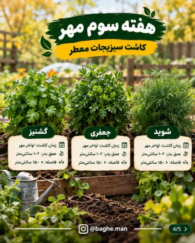 نکات مهم برای کاشت موفق سبزیجات در پاییز