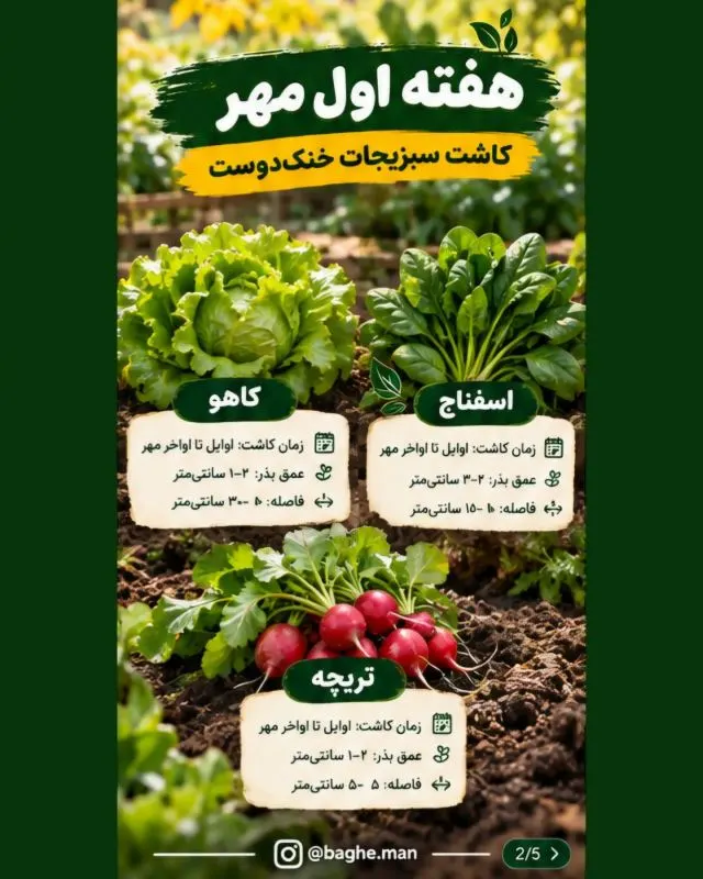 سبزیجات مناسب فصل پاییز و زمستان