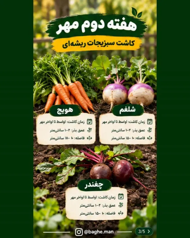 برنامه کاشت سبزیجات در هفته‌های مهرماه