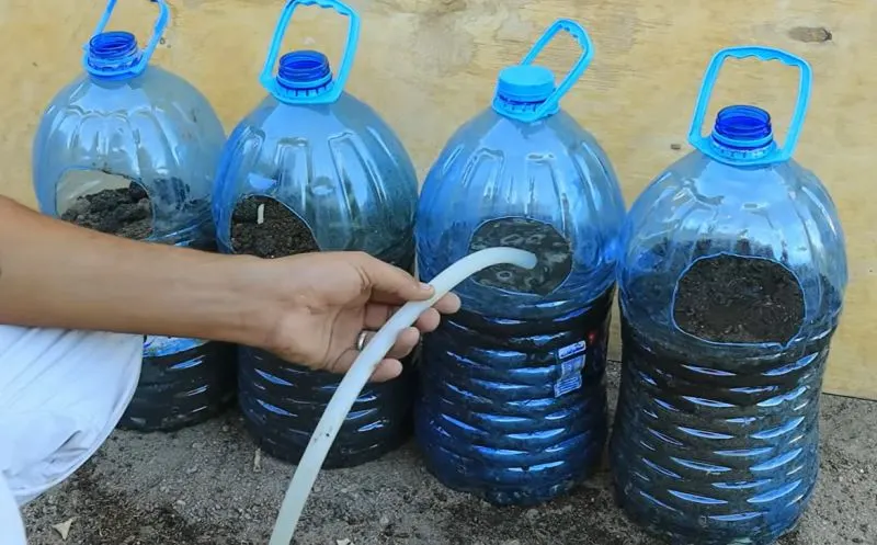 نشاهای فلفل در خاک سبک و مرطوب