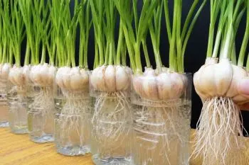 کاشت سیر در خانه؛ آماده کردن بوته سیر سالم برای جوانه زنی