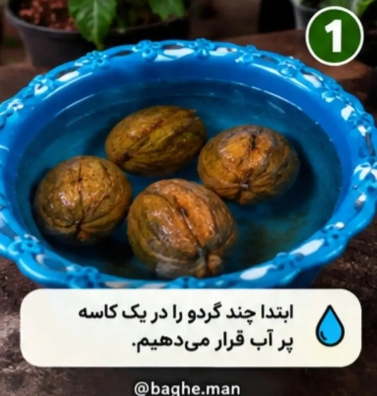 تصویر گردوی سبز در حال جوانه زنی در پارچه نخی