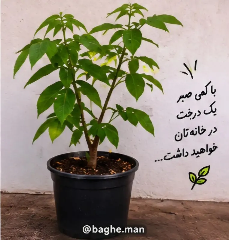 تصویر مرتبط با روش آسان کاشت گردو در گلدان در چند مرحله ساده
