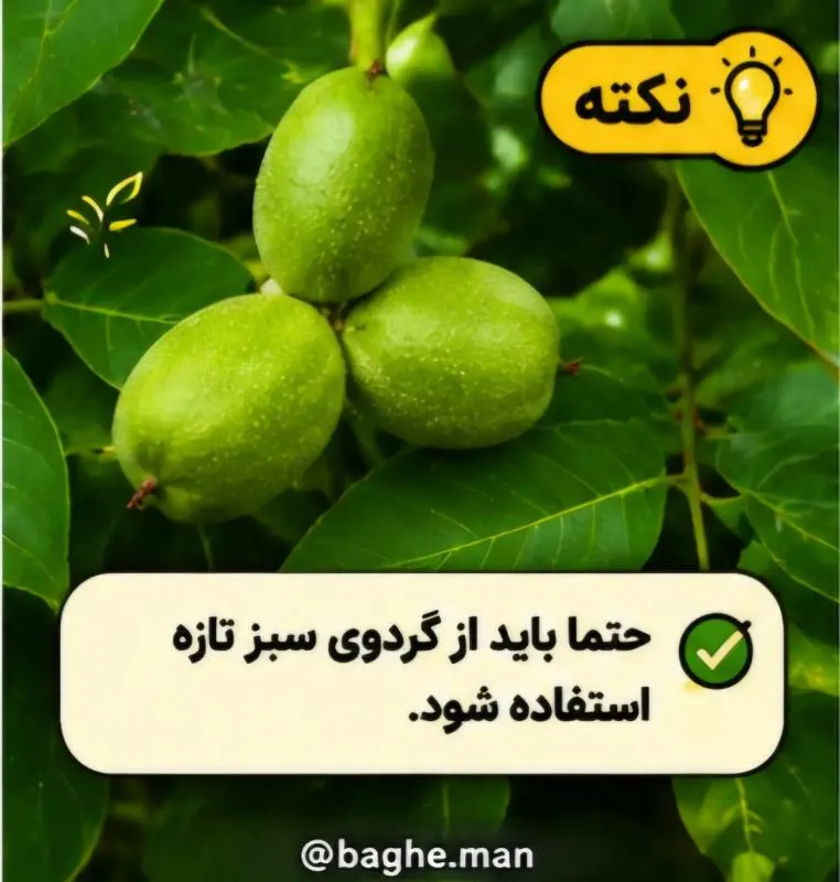 تصویر مرتبط با روش آسان کاشت گردو در گلدان در چند مرحله ساده