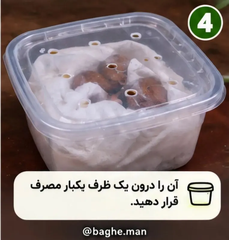 تصویر مرتبط با روش آسان کاشت گردو در گلدان در چند مرحله ساده