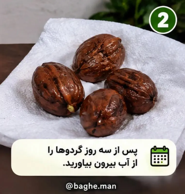 تصویر مرتبط با روش آسان کاشت گردو در گلدان در چند مرحله ساده