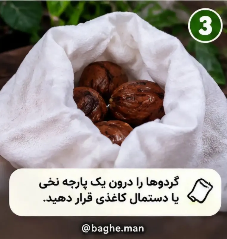تصویر مرتبط با روش آسان کاشت گردو در گلدان در چند مرحله ساده