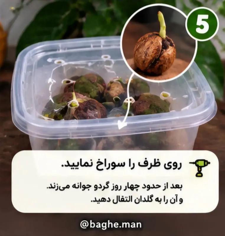 تصویر مرتبط با روش آسان کاشت گردو در گلدان در چند مرحله ساده