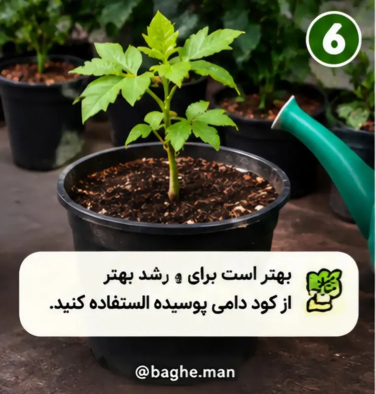 تصویر مرتبط با روش آسان کاشت گردو در گلدان در چند مرحله ساده