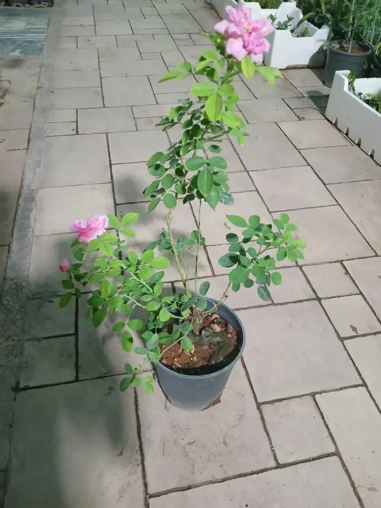 تصویر مرتبط با راهنمای جامع کاشت و نگهداری گل محمدی در خانه