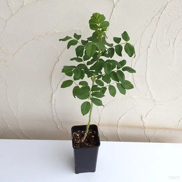 تصویر مرتبط با راهنمای جامع کاشت و نگهداری گل محمدی در خانه