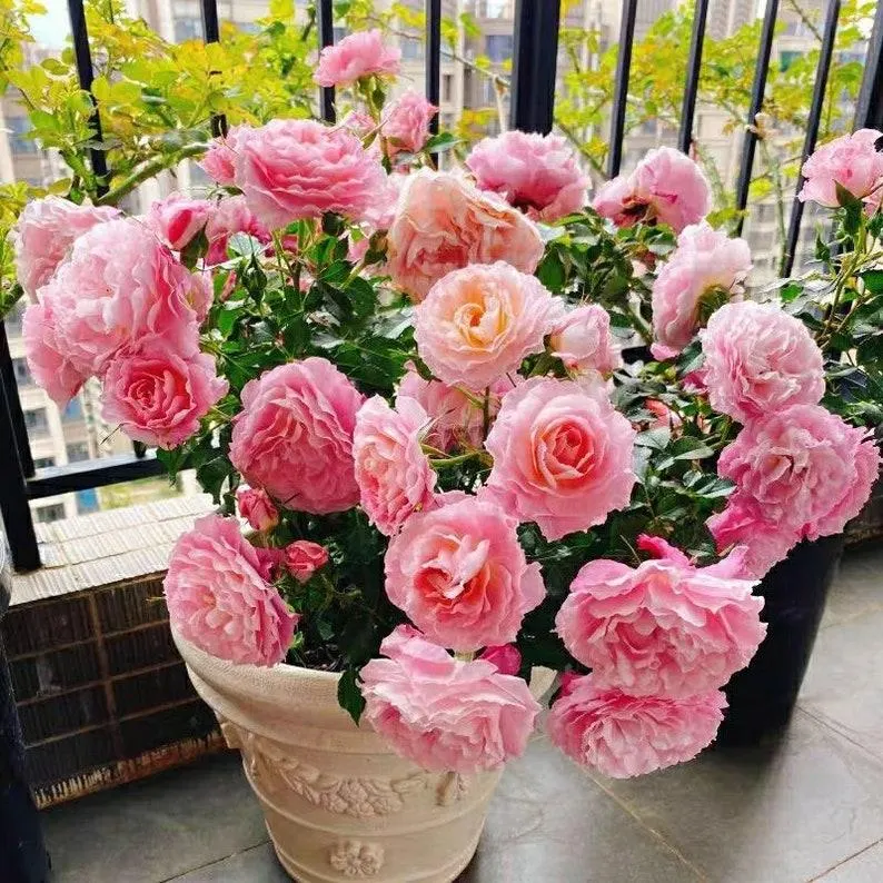 تصویر مرتبط با راهنمای جامع کاشت و نگهداری گل محمدی در خانه