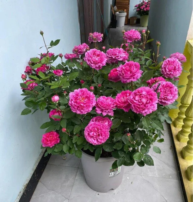 تصویر مرتبط با راهنمای جامع کاشت و نگهداری گل محمدی در خانه