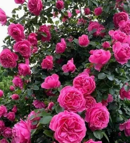 تصویر مرتبط با راهنمای جامع کاشت و نگهداری گل محمدی در خانه