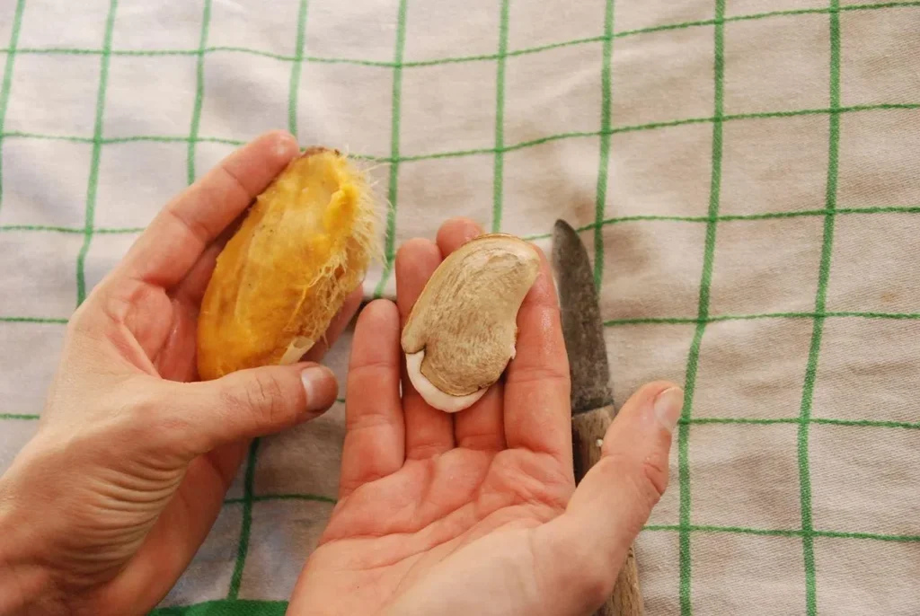 تصویر مرتبط با چگونه هسته میوهها را به گل سرهای زیبا و دستساز تبدیل کنیم