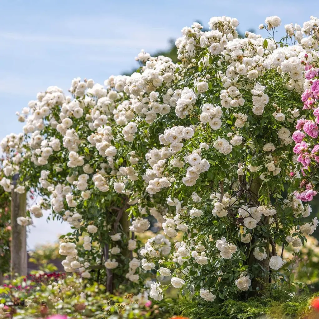 تصویر مرتبط با ۱۵ گل رونده زیبا برای دیوار، تراس و باغچه