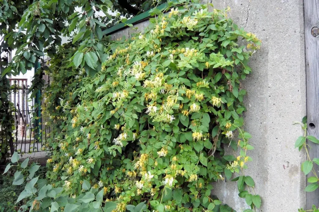 تصویر مرتبط با ۱۵ گل رونده زیبا برای دیوار، تراس و باغچه