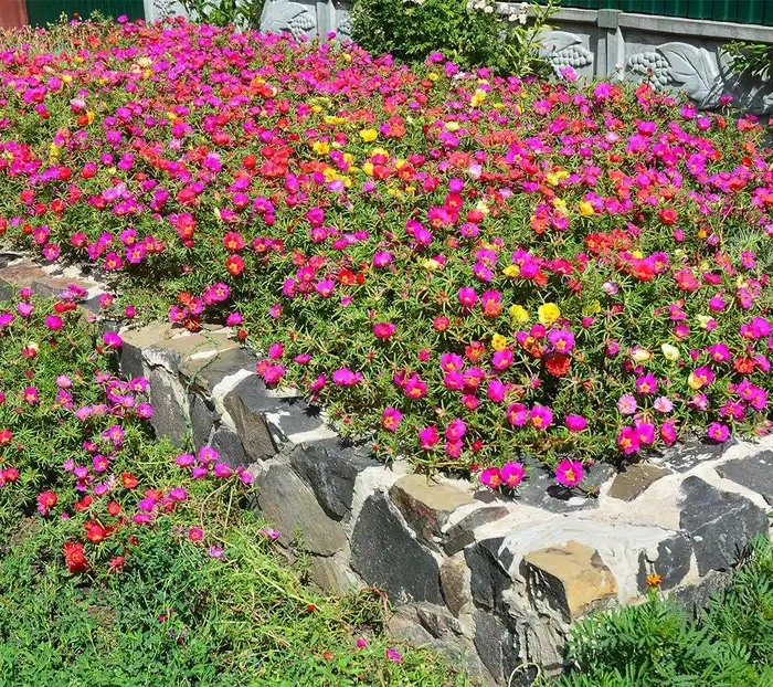 تصویر مرتبط با ۱۵ گل رونده زیبا برای دیوار، تراس و باغچه