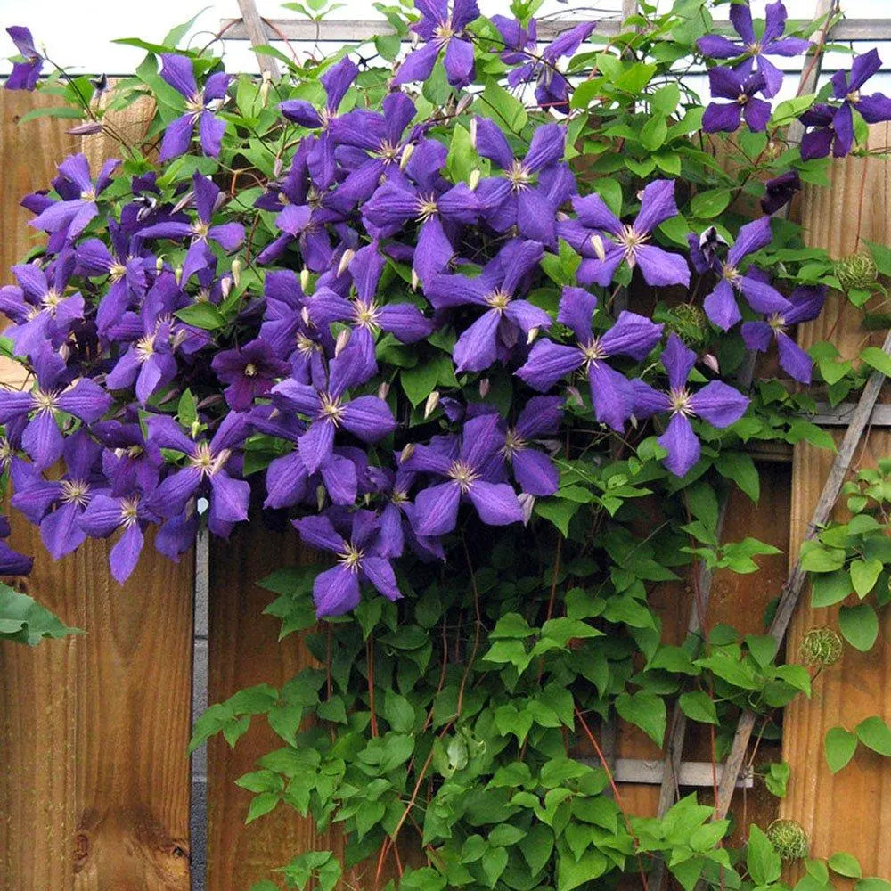 تصویر مرتبط با ۱۵ گل رونده زیبا برای دیوار، تراس و باغچه