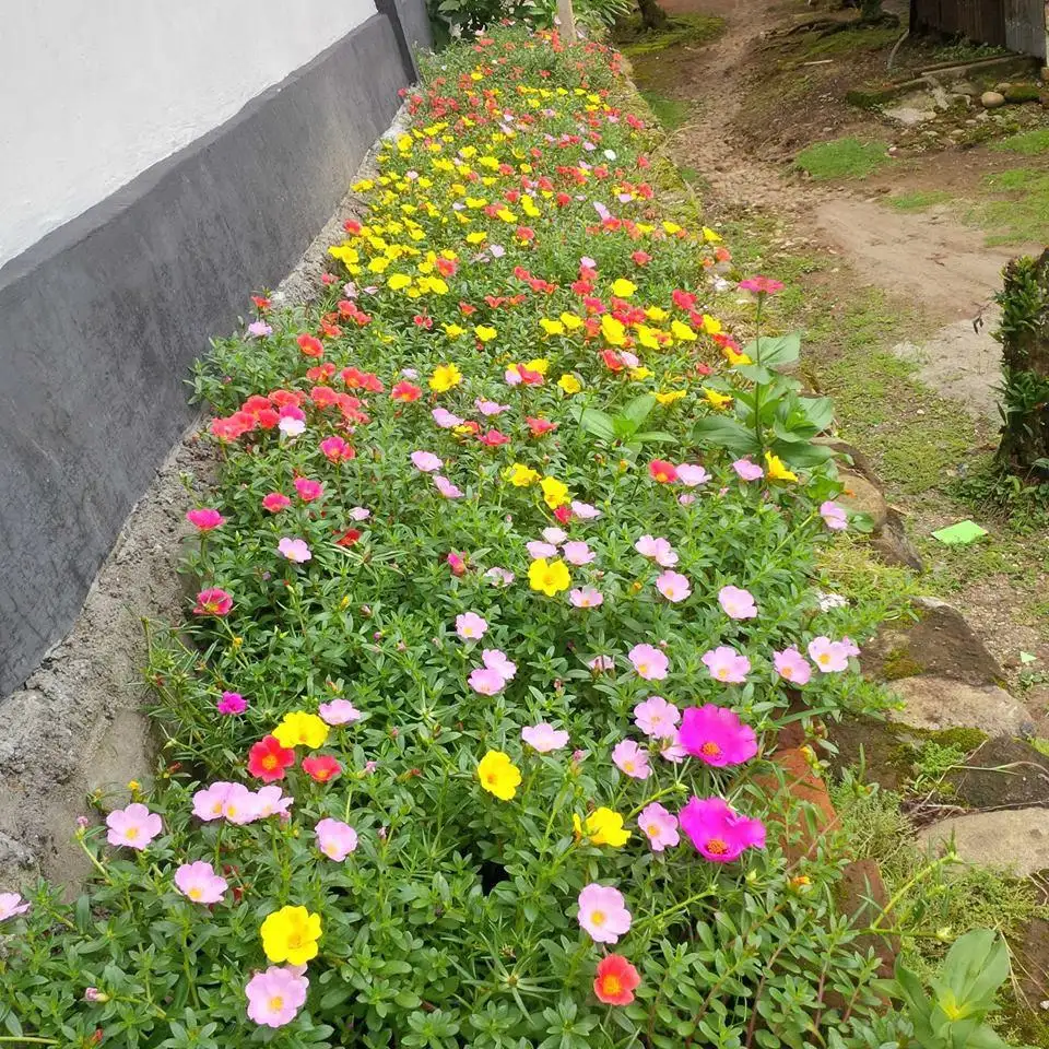 تصویر مرتبط با ۱۵ گل رونده زیبا برای دیوار، تراس و باغچه