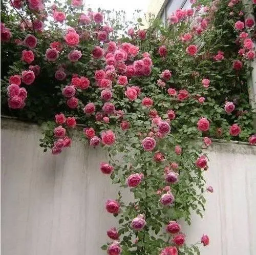 تصویر مرتبط با ۱۵ گل رونده زیبا برای دیوار، تراس و باغچه
