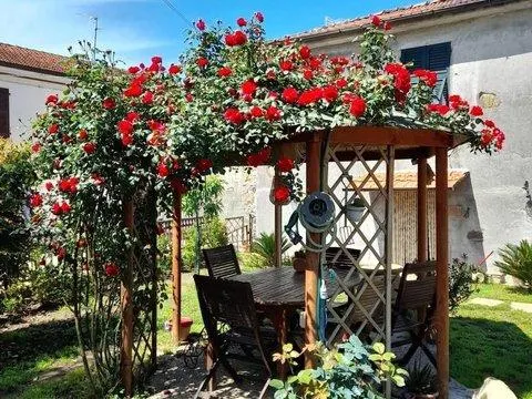 تصویر مرتبط با ۱۵ گل رونده زیبا برای دیوار، تراس و باغچه