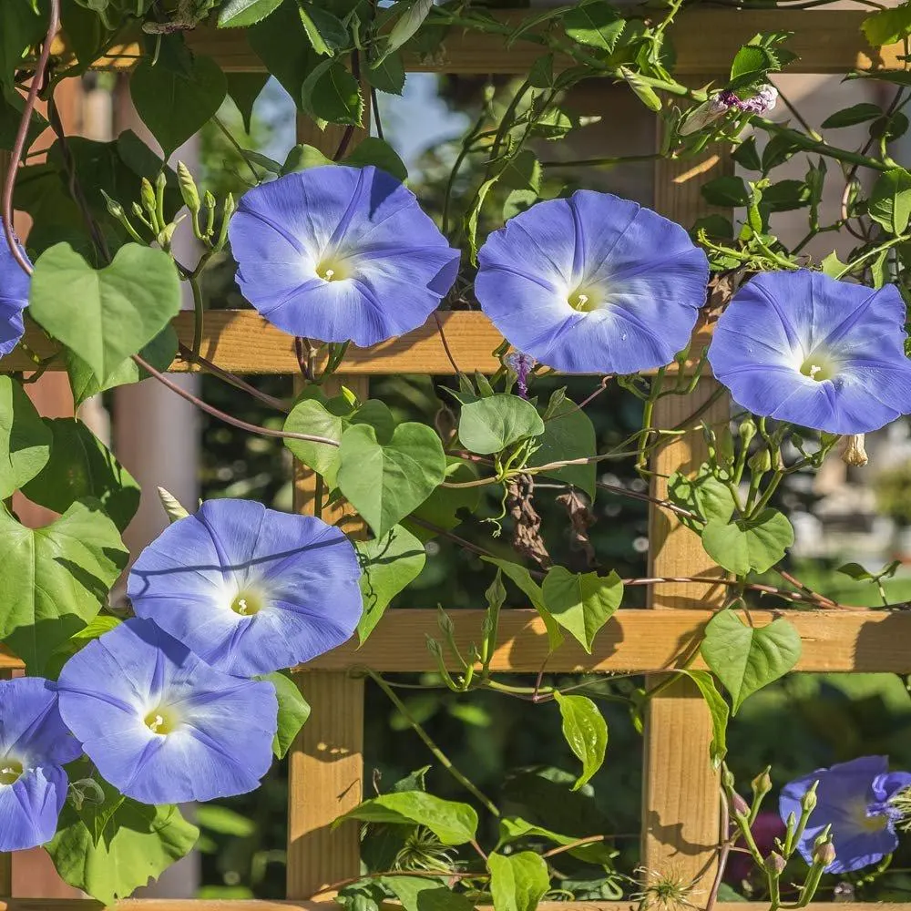 تصویر مرتبط با ۱۵ گل رونده زیبا برای دیوار، تراس و باغچه