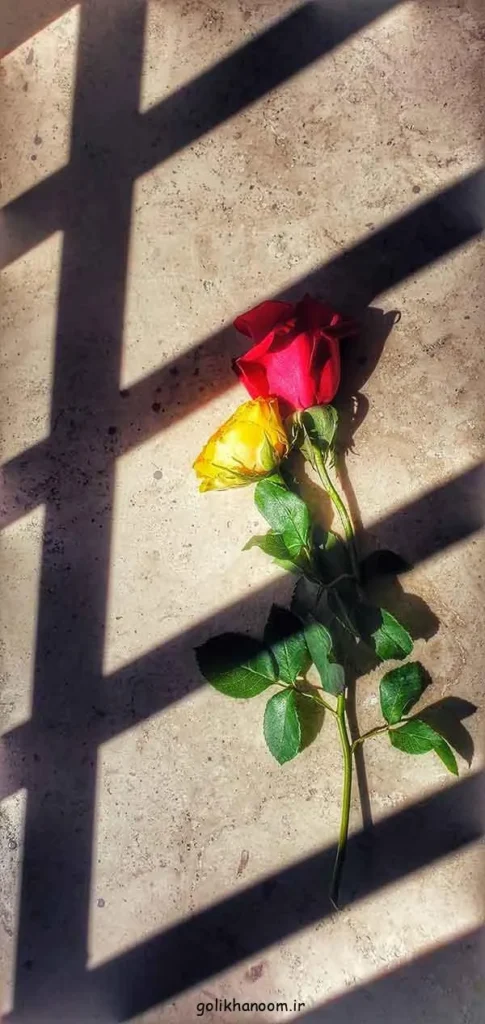 تصویر مرتبط با مجموعهای از عکس پروفایل گل زیبا با رنگها و طرحهای متنوع
