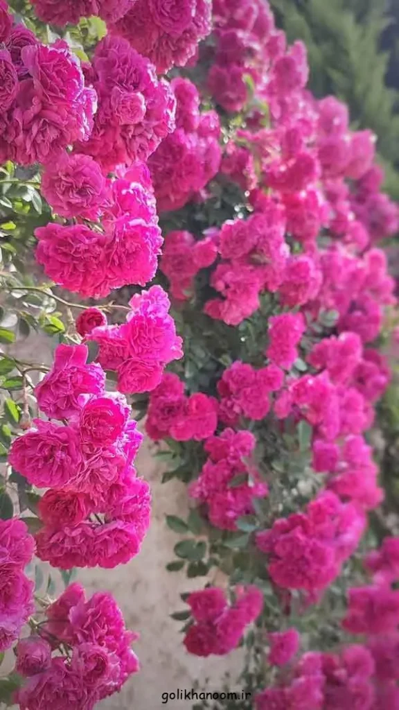 گل لاله رنگارنگ بهاری برای عکس پروفایل