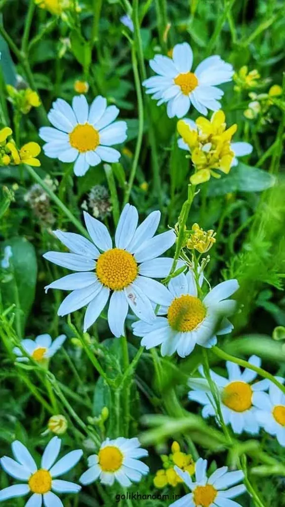 تصویر مرتبط با مجموعهای از عکس پروفایل گل زیبا با رنگها و طرحهای متنوع