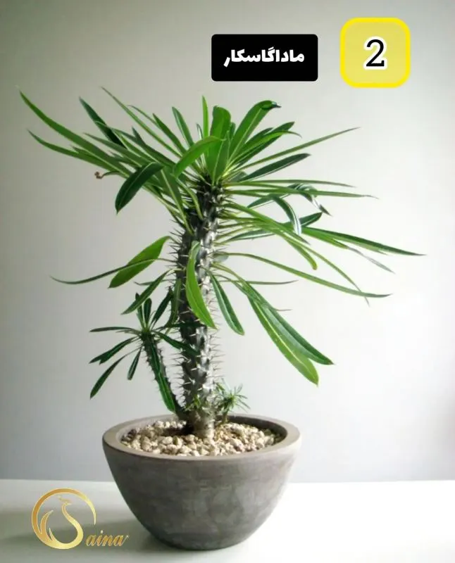 گیاه سانسوریا مقاوم به گرما و کم‌آبی