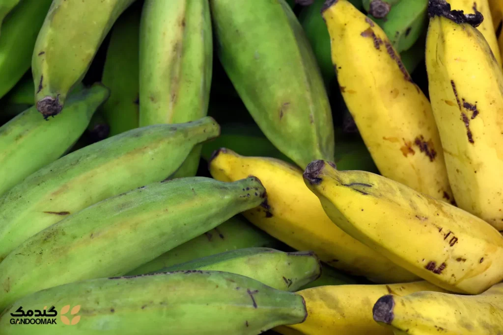 موز سبز به عنوان منبع نشاسته مقاوم