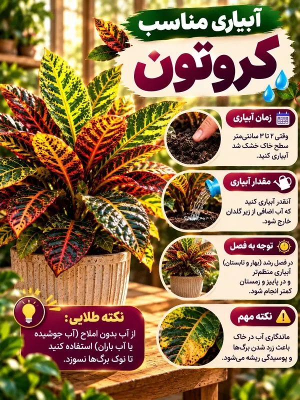 رشد سالم و شاداب گیاه کروتون